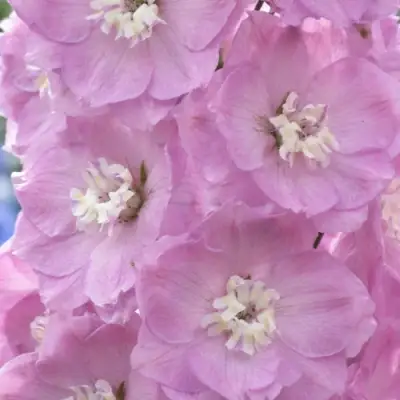 Дельфиниум ПЕТТИКОУТ гибридный в Осиповичах