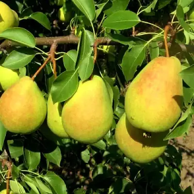 Груша ФЛЕЙТА в Осиповичах