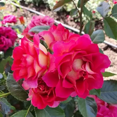 Роза БРЕРА флорибунда в Осиповичах