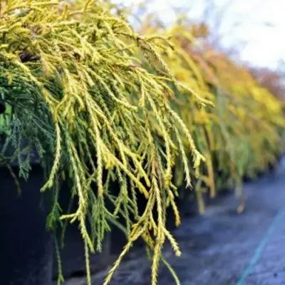 Кипарисовик ВАВЕЛ горохоплодный в Осиповичах