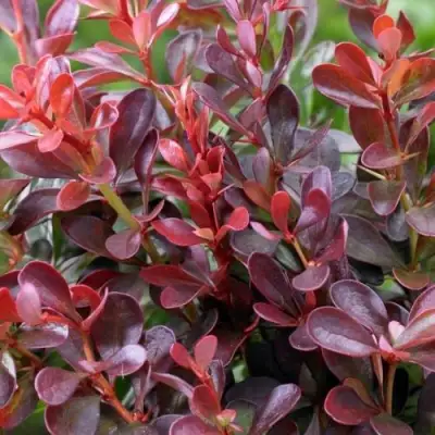 Барбарис АТРОПУРПУРЕА НАНА тунберга в Осиповичах