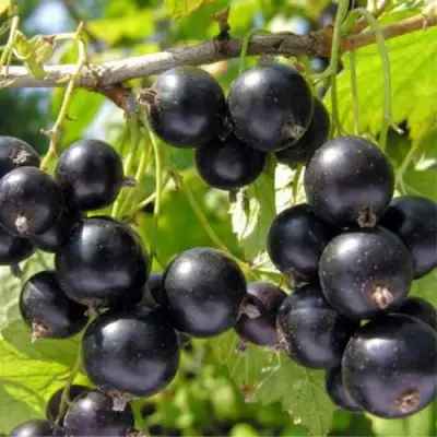 Смородина черная ОРЛОВСКИЙ ВАЛЬС в Осиповичах