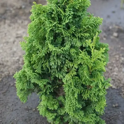 Туя ЗМАТЛИК западная в Осиповичах