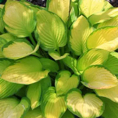 Хоста ГОЛД СТАНДАРТ Форчуна в Осиповичах