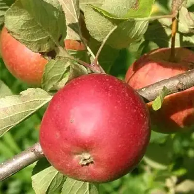 Яблоня ПОСПЕХ в Осиповичах