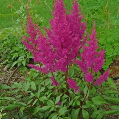 Астильба ЭЛИЗАБЕТ ВАН ВИН японская в Осиповичах