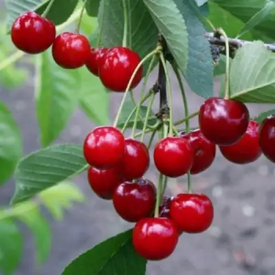 Вишня ЗАРАНКА в Осиповичах