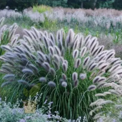 Пеннисетум БЛЭК БЬЮТИ в Осиповичах