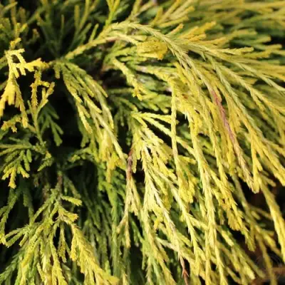 Кипарисовик ГОЛДЕН МОП горохоплодный в Осиповичах