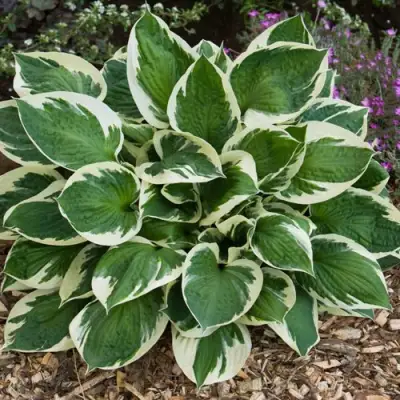 Хоста КАРИН гибридная в Осиповичах