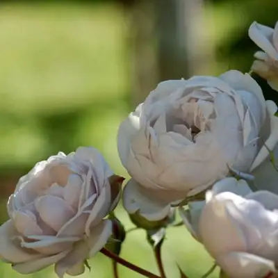 Роза ГРИЗЕЛИС шраб в Осиповичах