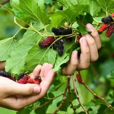 Шелковица ГАЛИЦИЯ в Осиповичах