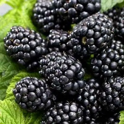 Ежевика БЖЕЗИНА бесшипная  в Осиповичах