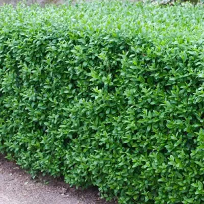 Бирючина обыкновенная АТРОВИРЕНС в Осиповичах