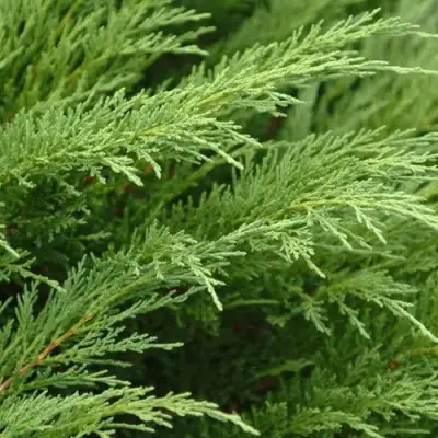 Можжевельник ТАМАРИСЦИФОЛИЯ казацкий  в Осиповичах