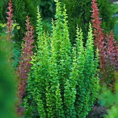 Барбарис ЭРЕКТА тунберга в Осиповичах