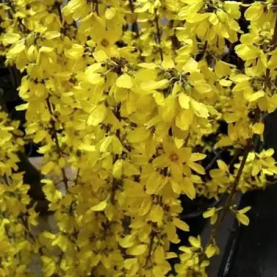 Форзиция ГОЛДРАУШ в Осиповичах