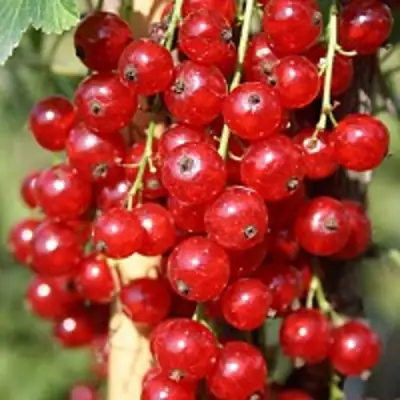 Смородина красная РОНДОМ в Осиповичах