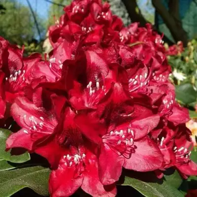 Рододендрон МАТАДОР в Осиповичах