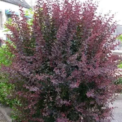 Барбарис АТРОПУРПУРЕА тунберга в Осиповичах