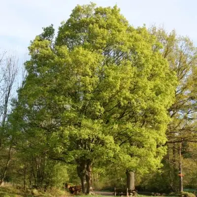 Клен полевой в Осиповичах