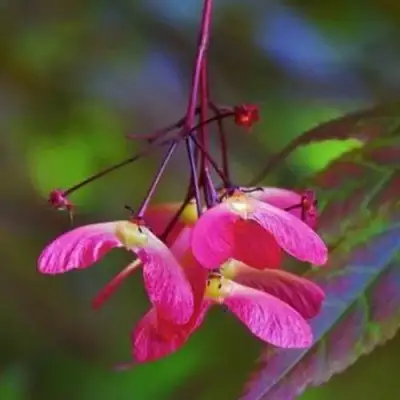 Клен пальмолистный в Осиповичах