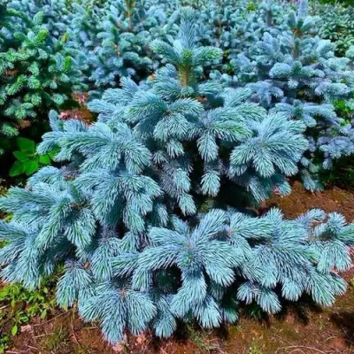 Ель СУПЕР БЛЮ СИДЛИНГ колючая в Осиповичах