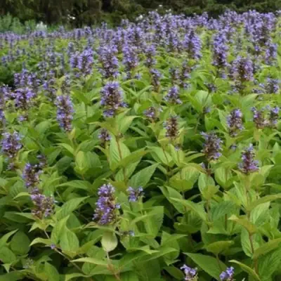 Котовник БЛЮ ДРИМС полусидячий в Осиповичах