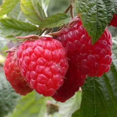 Малина ГЕРАКЛ в Осиповичах