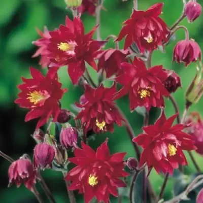 Аквилегия РУБИ ПОРТ обыкновенная в Осиповичах