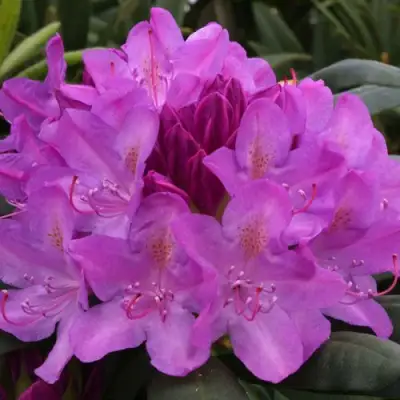 Рододендрон РОЗЕУМ ЭЛЕГАНС в Осиповичах