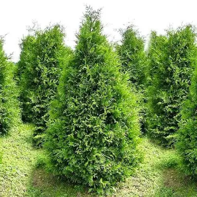 Туя БРАБАНТ западная в Осиповичах