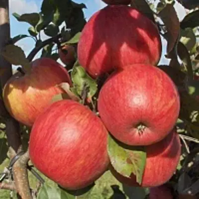 Яблоня ПЕРСИКОВАЯ в Осиповичах