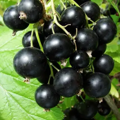 Смородина чёрная ЭКЗОТИКА в Осиповичах