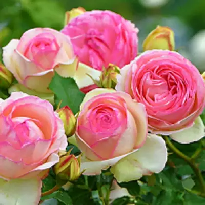 Роза ПЬЕР ДЕ РОНСАР плетистая в Осиповичах