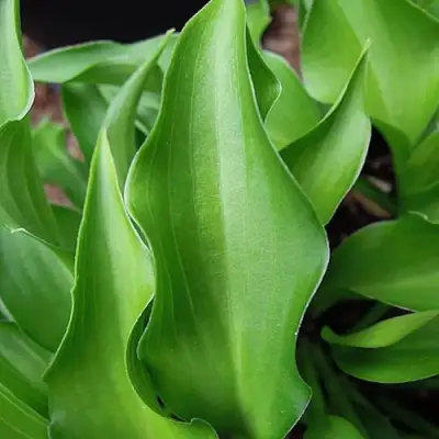 Хоста ГАРРИ ВАН ТРИЕР в Осиповичах