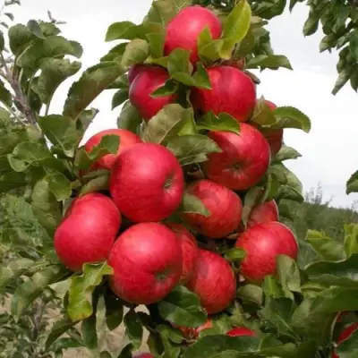 Яблоня ТРАЙДЕНТ колонновидная в Осиповичах