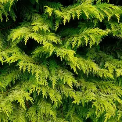 Кипарисовик ГОЛДЕН ВОНДЕР лавсона в Осиповичах