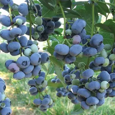 Голубика ЛИБЕРТИ в Осиповичах