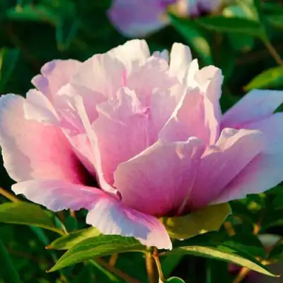 Пион ВРАТА ХРАМА древовидный  в Осиповичах