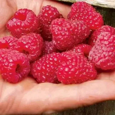 Малина ДЖОАН ДЖИ (ДЖОАН ДЖЕЙ) в Осиповичах