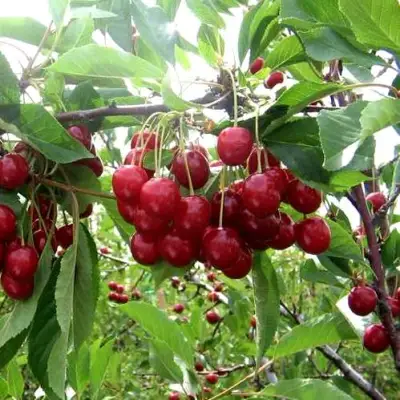 Вишня ТУРГЕНЕВКА в Осиповичах