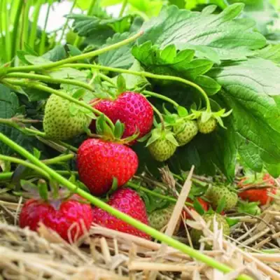 Клубника ЭЛЬСАНТА в Осиповичах