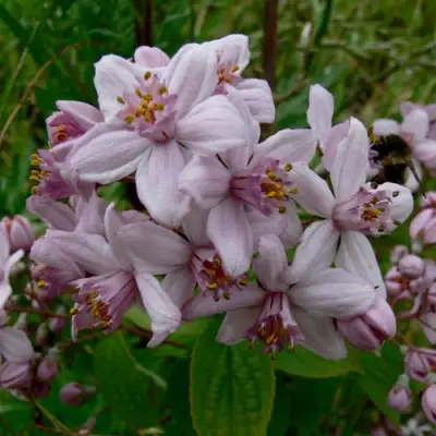Дейция МОУНТ РОУЗ в Осиповичах