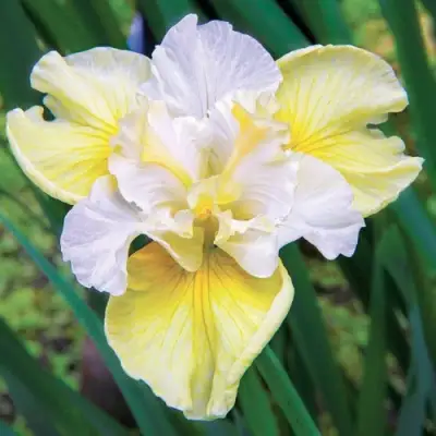 Ирис ЙЕЛЛОУ ТЕЙЛ сибирский в Осиповичах