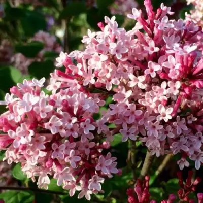 Сирень РЕД ПИКСИ в Осиповичах