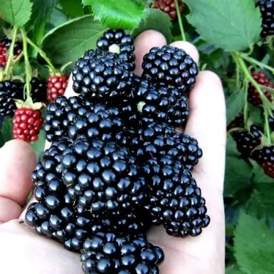 Ежевика ПОЛАР бесшипная  в Осиповичах