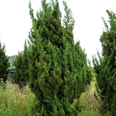 Можжевельник КАЙЗУКА китайский в Осиповичах