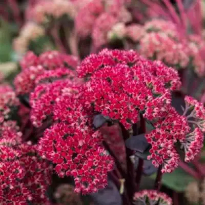 Очиток (седум) РЕД КАУЛИ в Осиповичах