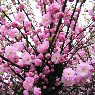 Миндаль ТРЁХЛОПАСТНЫЙ (луизеания) в Осиповичах